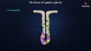 Structure  of gastric glands medical animation