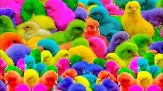 Cute Chicken, colorful chicken, rainbow chicken, cute rabbit, cute duck, koi fish, Cute Animals 🐤🐤🐥