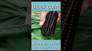 Black Corn, #shorts #tremendous shorts