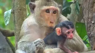 So Pity Newborn Baby Monkey Feeling Unhappy and happy animal #1072