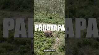 Munnar Wild King | Padayappa Elephant #viral