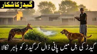 کتوں کے ساتھ گیدڑ کا زبردست شکار | Wild Jackal Hunting with Dogs in Pakistan | Amazing Hunt 2025