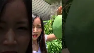 Tropical fruit tree. I grow mango in a pot in Keller Texas U.S. and it gave me many fruits 🥭