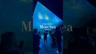 Mote Sea in Sarasota, FL #aquarium #thingstodo #shorts