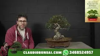NUOVA PHILLIREA BONSAI DISPONIBILE