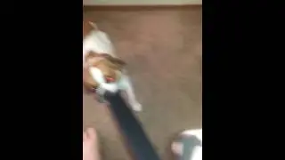Puggle playing.