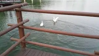 Ducks jump off onto water 20190501 192453