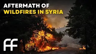 Aftermath of Wildfires in Syria | Factual Flow