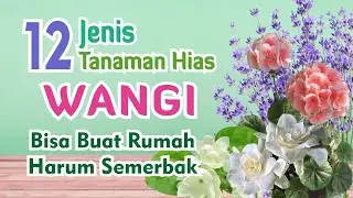 12 Jenis Tanaman Hias Wangi yang Bisa Membuat Rumah Harum Semerbak