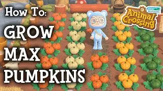 The BEST way to grow pumpkins