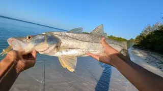 BEACHSIDE SNOOK. The Search for a Bonefish Continues