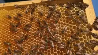 SUSTAINABLE BEEKEEPING PRACTICES                