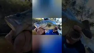 Winter Murray cod mission