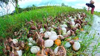 Top unique fishing - Harvest duck eggs and snails a lot under grass at field by hand skill