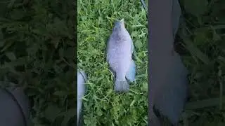 Nice blue tilapia caught on the bait caster