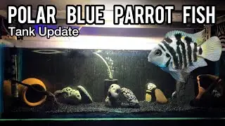 Polar Blue Parrot Fish Tank - Imran's World #PolarBlueParrot #PolarBlue #AquariumTankIdeas