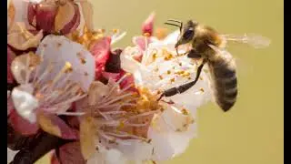 Honey Bee Spiritual Symbolism ~ Meaning ~ Interpretation