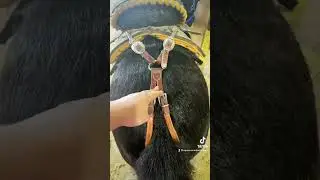 Mini horse saddle fit