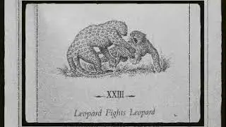 Leopard Fights Leopard- Chapter 23 | The Man Eating Leopard of Rudraprayag in Hindi by Jim Corbett 