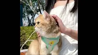 Cat Harness Vest With Cute Backpack