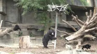 Sloth Bear Wobble Tree
