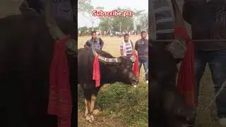 King moh .dhum goroliya moh #pushpa2therulesongs #buffalofight #mohjuj #mohorjuj #buffalofightassam