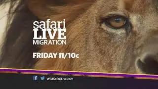 Your journey through the Great Migration continues with safariLIVE!