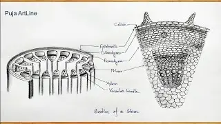 Section Of Stem Diagram/How To Draw Section Of Stem/Biology class/Labeled Science projects/practical