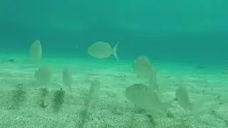 Striped seabream (Lithognathus mormyrus) - Playa Blanca on Lanzarote (Spain) 8-7-2018