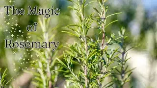The Magic of Rosemary: Uses, benefits and folklore ll Green Witch Garden Series (Ep.1)