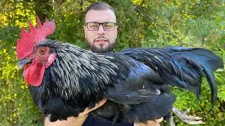 Готовим полезный суп из двухлетнего петуха на свободном выгуле, супер вкусно.