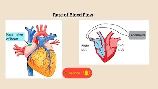 Rate of Blood Flow for AQA GCSE Biology and Combined Science