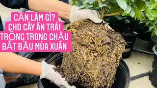 Chia sẻ các loại cây ăn trái trồng trong chậu trước khi mùa Xuân.cần phải làm gì?