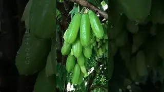 Discover Asia&rsquo;s rarest fruits & vegetables! #shorts #farming #agriculture #villagelife