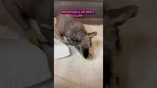 SKINNY PIG'S LEG SWELLS TO TWICE ITS SIZE! #skinnypigs #guineapig