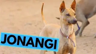 Jonangi - TOP 10 Interesting Facts