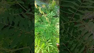 Tephrosia purpurea#(Kathurupila)#🙂🙂🙂#herble plant#nature lover#Horana