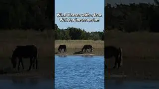 Wild horses in Beaufort, NC. Beautiful!#wildhorses #horse #beaufortnc