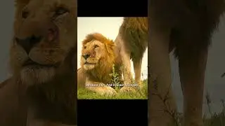 This was the most desperate moment for lioness Kali.  #wildlife