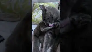 Cat cleaning himself so diligently