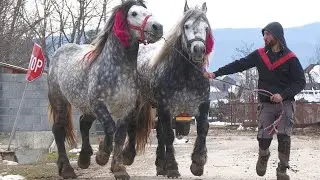 Armăsarii lui Sami Bombardieru de la Arbore - Suceava 2023
