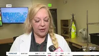 Sentinel chickens, fish are helping control the mosquito population in Hillsborough County