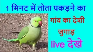 तोता पकड़ने का गांव का देशी जुगाड़ ! parrot pkdna !
