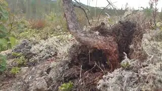 Yamadori bonsai - V přírodě aneb jak nám tvoří  zvěř bonsaje