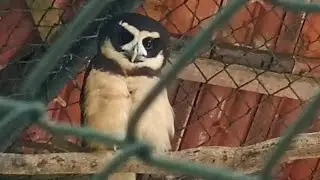 Zoológico de Curitiba 03/01/2026 PARTE 2🦁🐯🦍🦌