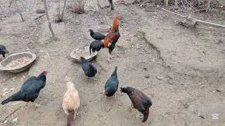 ПАРВОЗЛАР УЧУН ЯНГИ ВИДЕО НАМАНГАН ДАКАН ТОВУКЛАР СОТОВДА