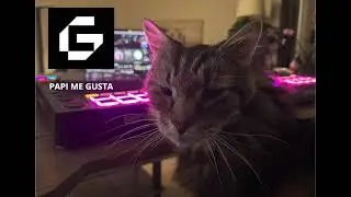 Logic pro 11 Papi me gusta G & D Meter