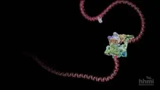 Transcripci&oacute;n (descripci&oacute;n b&aacute;sica) | HHMI BioInteractive Video