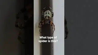 Yikes!! Found this just hanging out in our garage!! #spider #spiders #shorts #cool