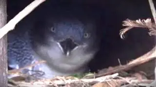 yellow-eyed penguins/hoiho - part 1 - in nesting box